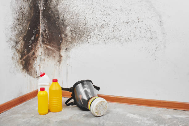 Trusted Avon, OH Mold Remediation Experts