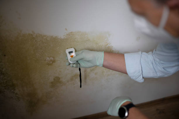 Best Mold Testing and Inspection Services in Avon, OH